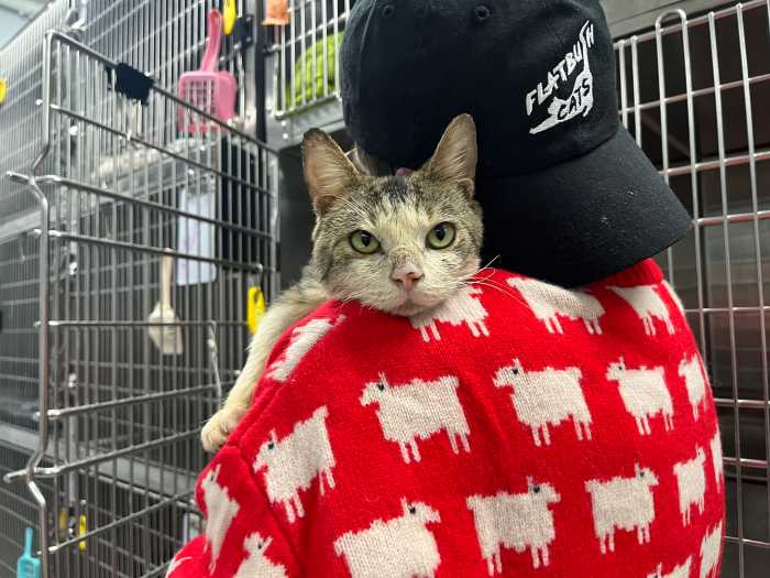 cat being held in vet clinic