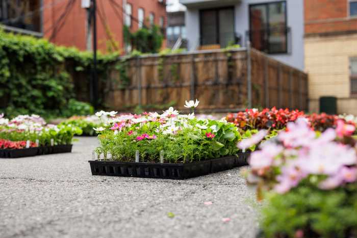 flower bed-stuy