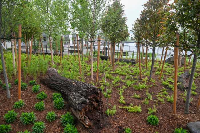 mini forest trees and plants with log