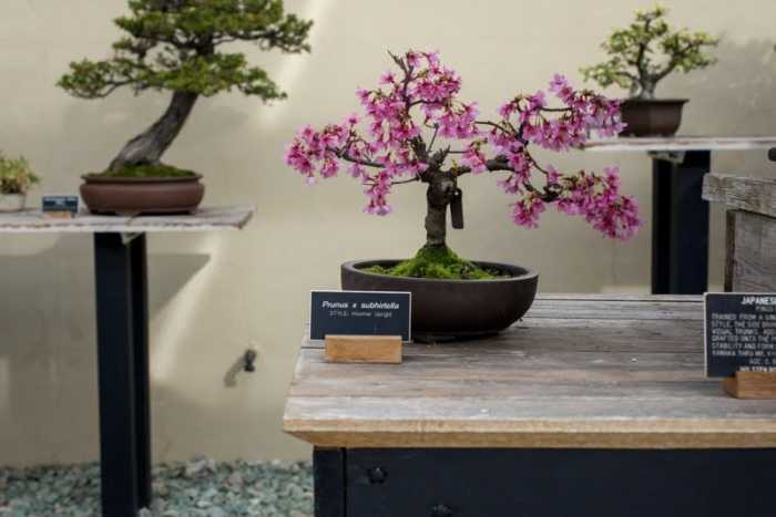 pink bonsai tree at BBG