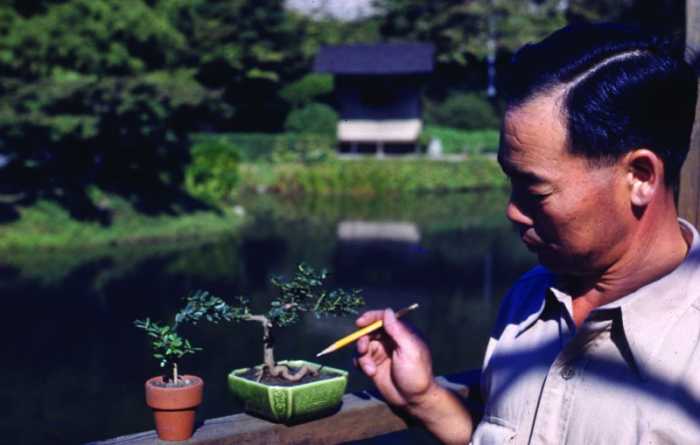 frank okamura looking at bonsai at BBG