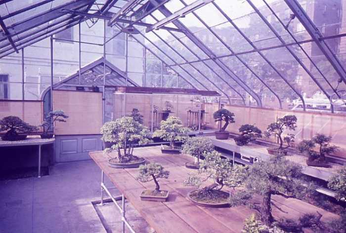 bbg bonsai greenhouse