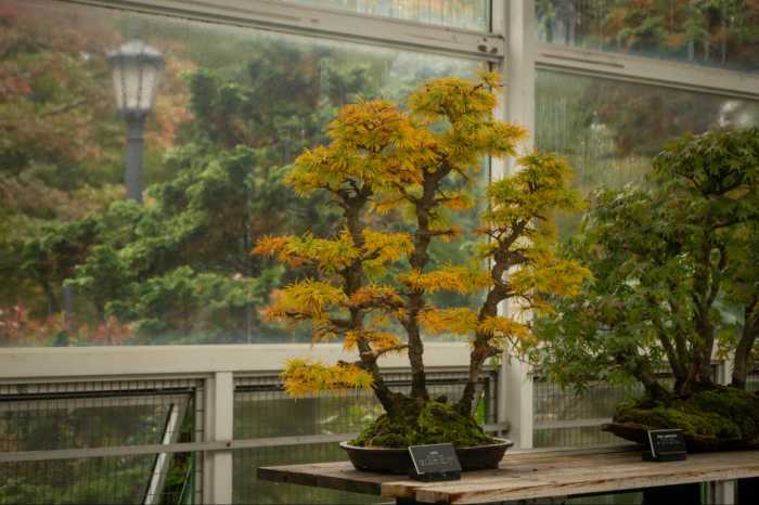 bonsai at BBG