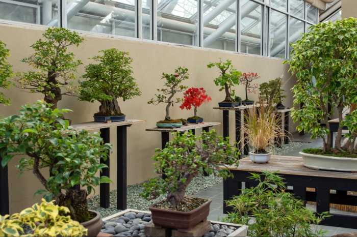 bbg bonsai collection