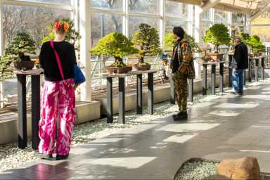 people looking at bonsai trees at brooklyn botanic garden