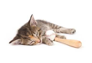 cat nap
