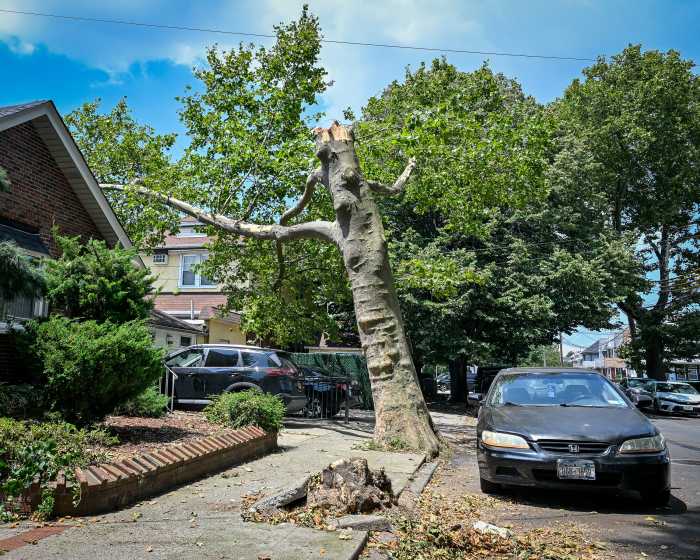 NY: Tree Damage Marine Park