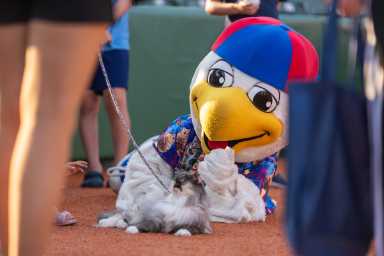 cat at maimonides park for cyclones purrfect game