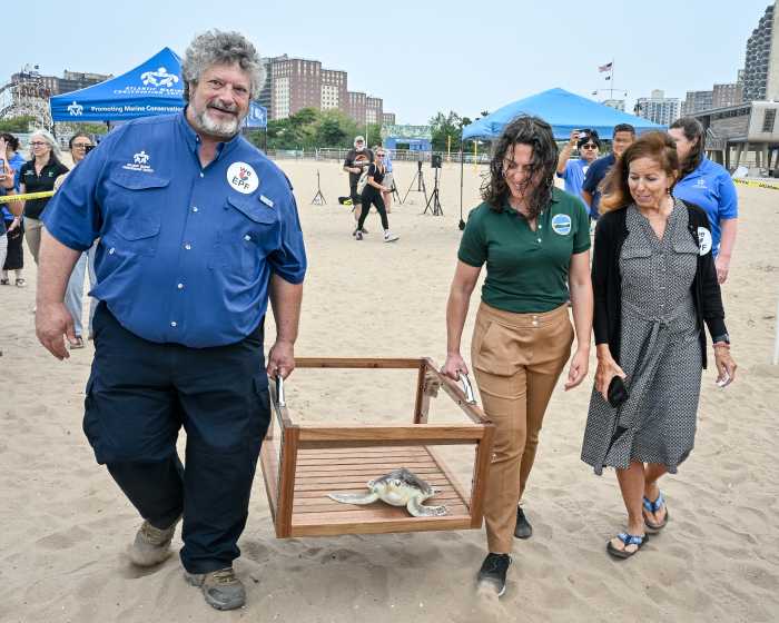 rescuers carry elton the sea turtle to the ocean