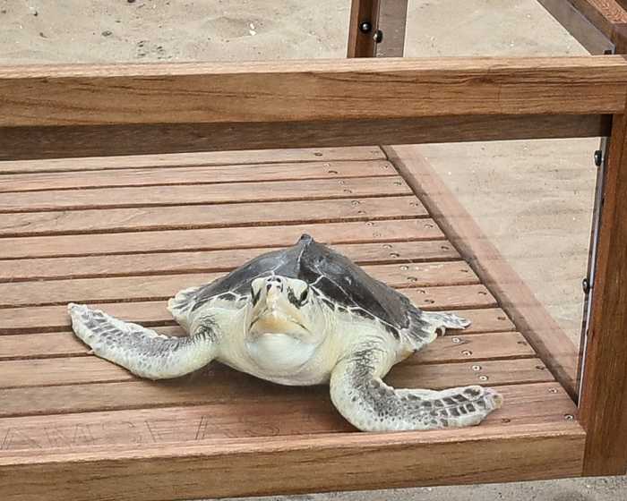 elton the sea turtle