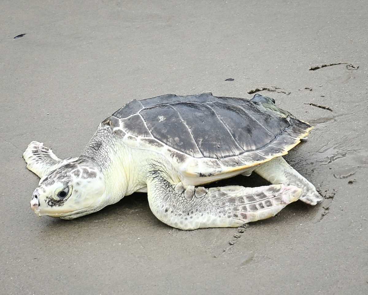NY: Elton the Kemp’s Ridley Sea Turtle is free again