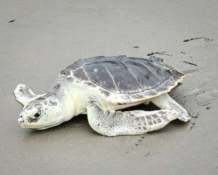 NY: Elton the Kemp’s Ridley Sea Turtle is free again