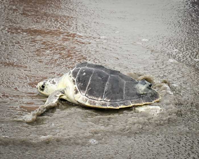 elton the sea turtle reentering the water