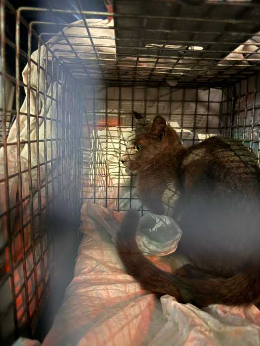 cat rescued in cage