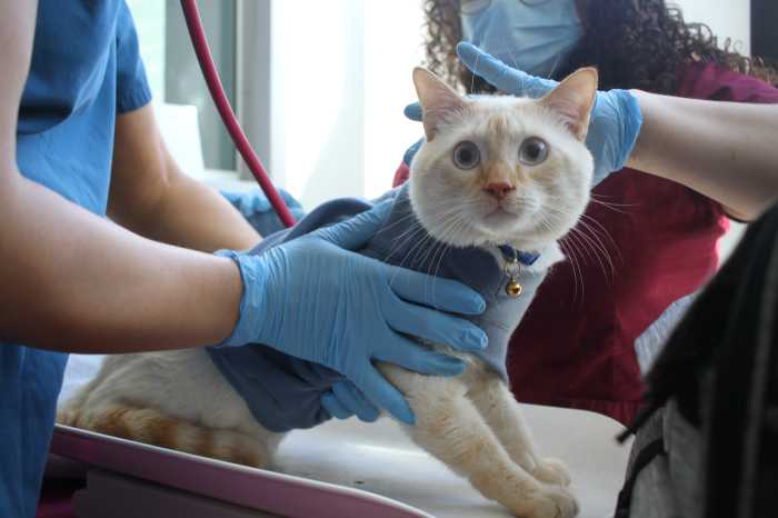 flatbush cats vet exam