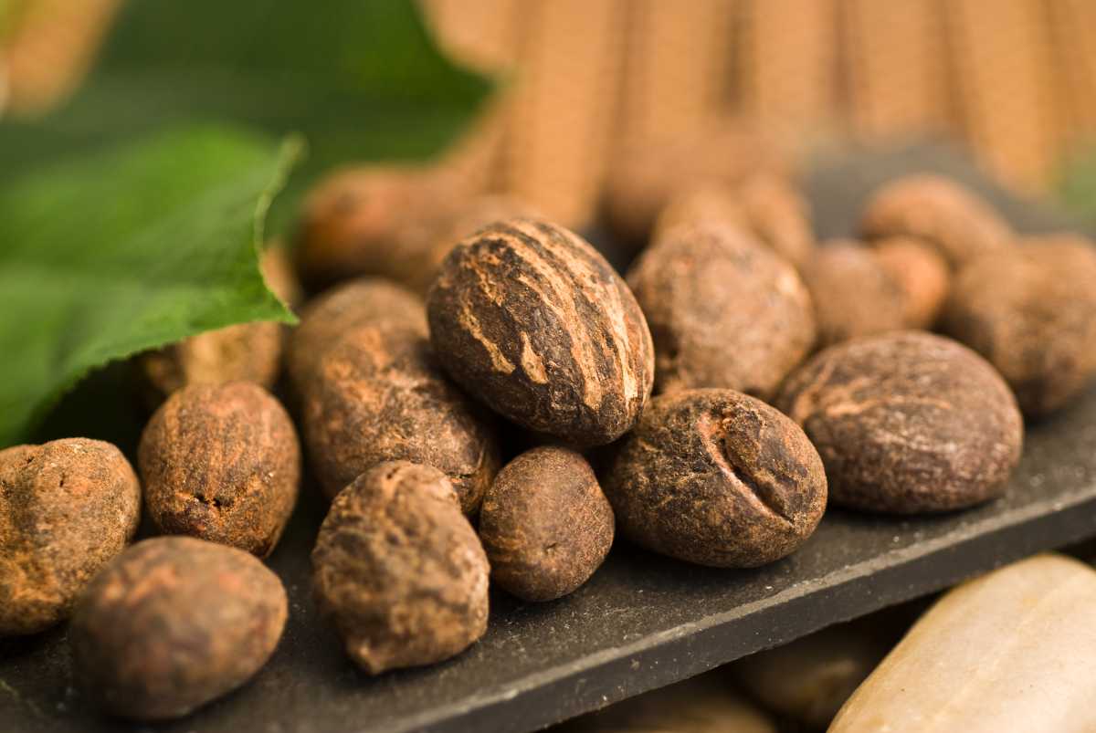 shea butter nuts