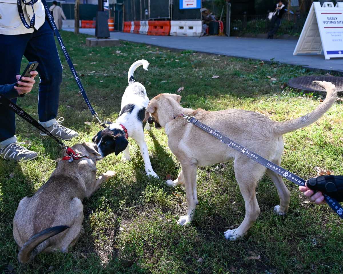 Brooklyn Borough Hall goes to the (cats and) dogs at Beep's annual adoption event * Brooklyn Paper