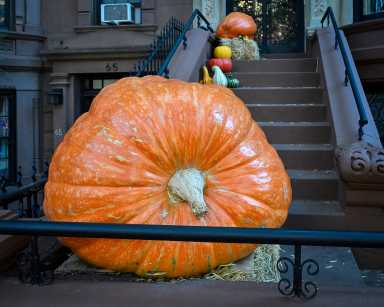 NY: National Pumpkin Day