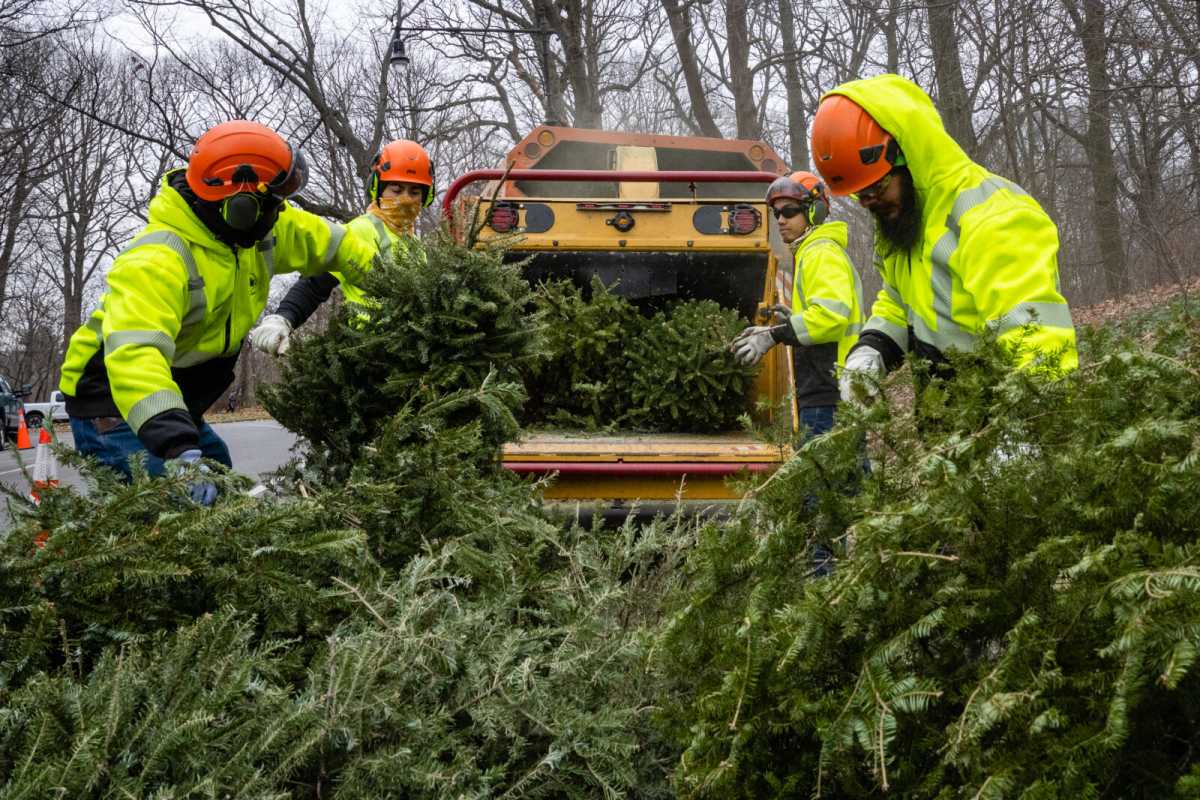 Mulch ado about nothing! Say good-bough to your Christmas tree at Mulchfest 2025 * Brooklyn Paper