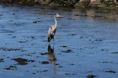 bush-terminal-park-heron-090825-sdevries-photo-with-permission