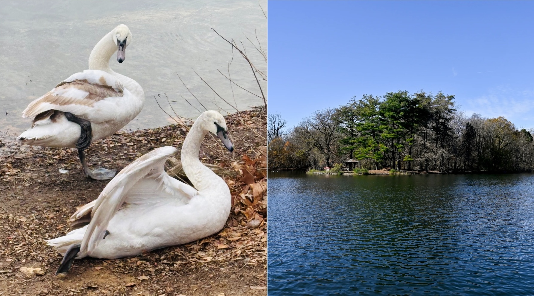 prospect park swans