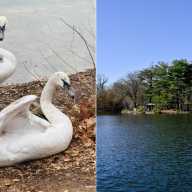 prospect park swans