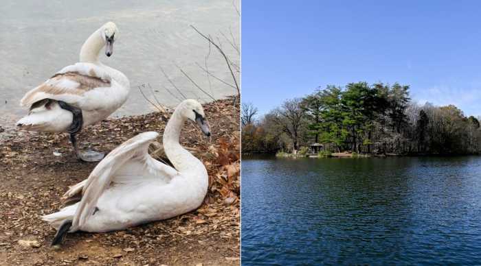 prospect park swans
