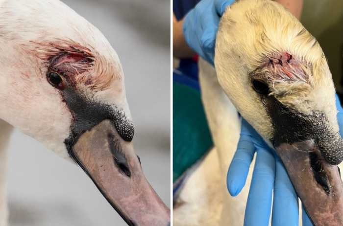 swan injuries
