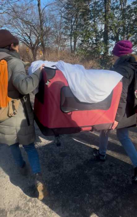 rescuers carry swans back to prospect park