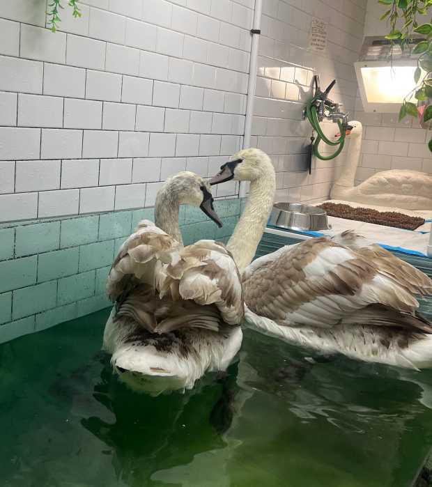 swans at wild bird fund
