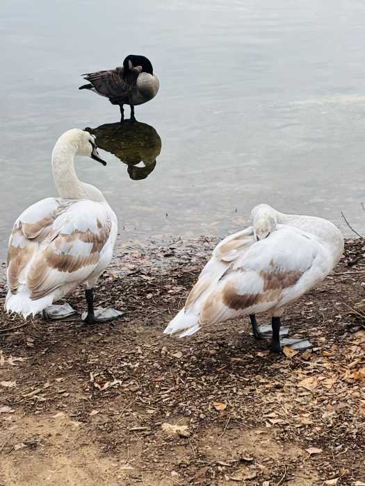 swans at prospect park 