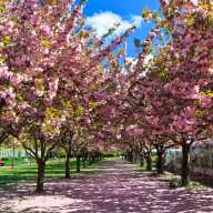 brooklyn botanic garden cherry blossoms