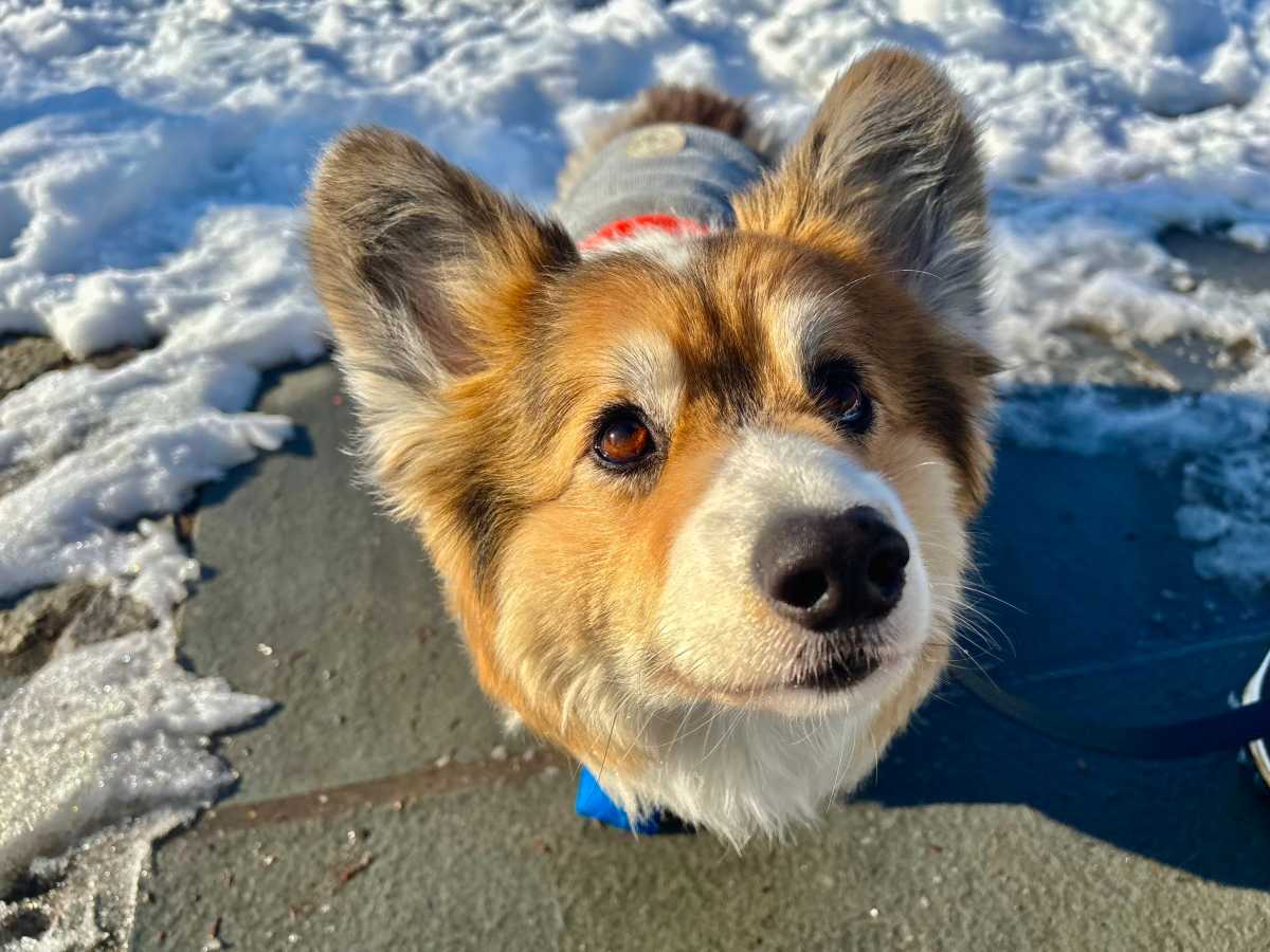 brooklyn corgi
