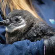 penguin chick new york aquarium
