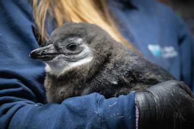 penguin chick new york aquarium