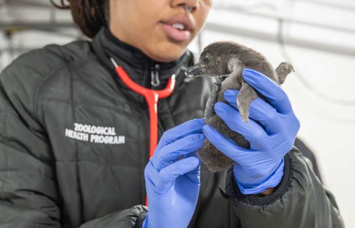 keeper african penguin
