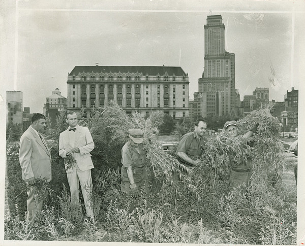 marijuana "farm" in 1952