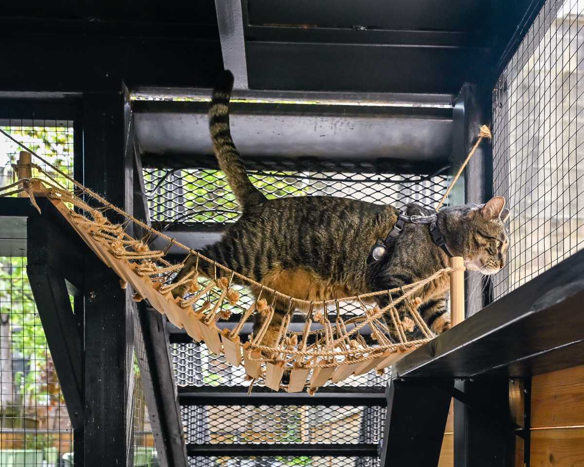 The 'purr-fect' outdoor space: One Brooklyn cat owner's 'catio' reflects growing pet care trend * Brooklyn Paper