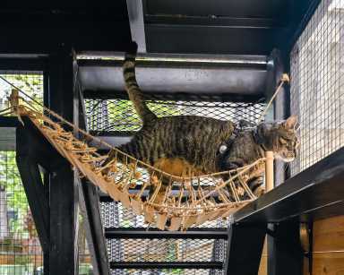 NY:  Catio  in Brooklyn