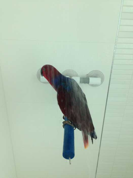 roxy parrot