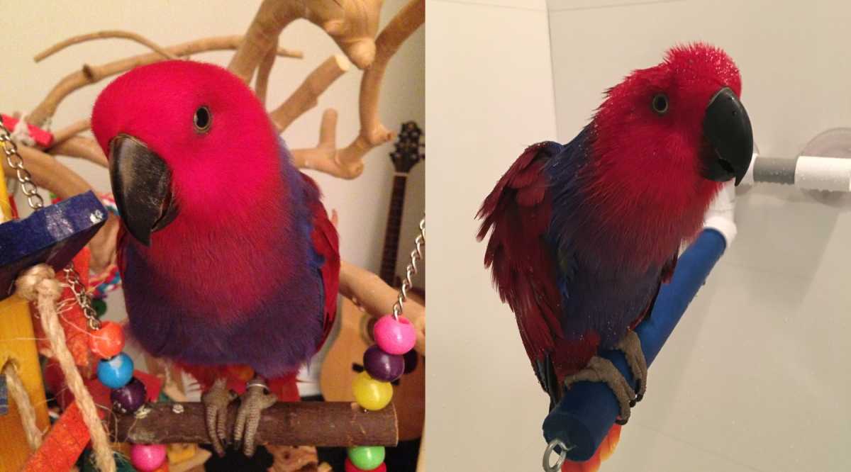 Meet the Brooklyn Heights parrot who sings disco in the shower and survived a serious health scare * Brooklyn Paper